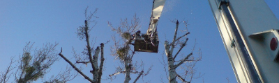 PRUNING WITH THE USE OF A LIFT AND A CRANE