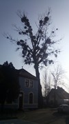 Wycinka drzew Wrocław