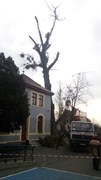 Wycinka drzew Wrocław